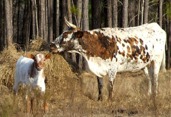 A Florida Cracker cow and calf.