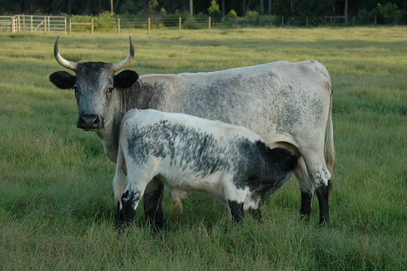 A Florida Cracker cow and her calf in a field of grass.