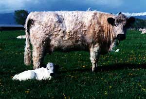 A Galloway cow and calf.
