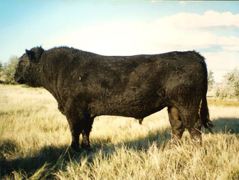 A Galloway bull.