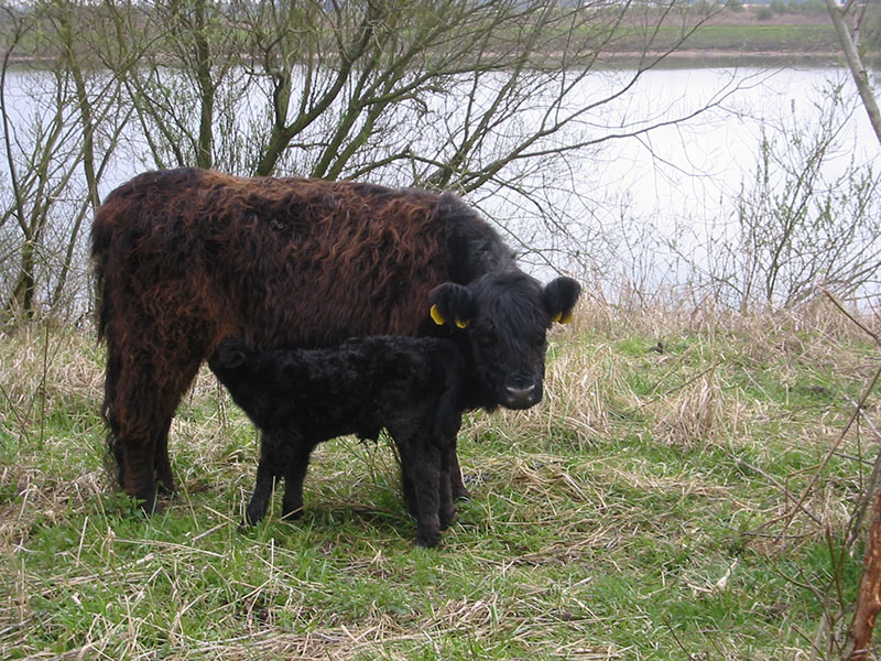 A galloway cow and calf.