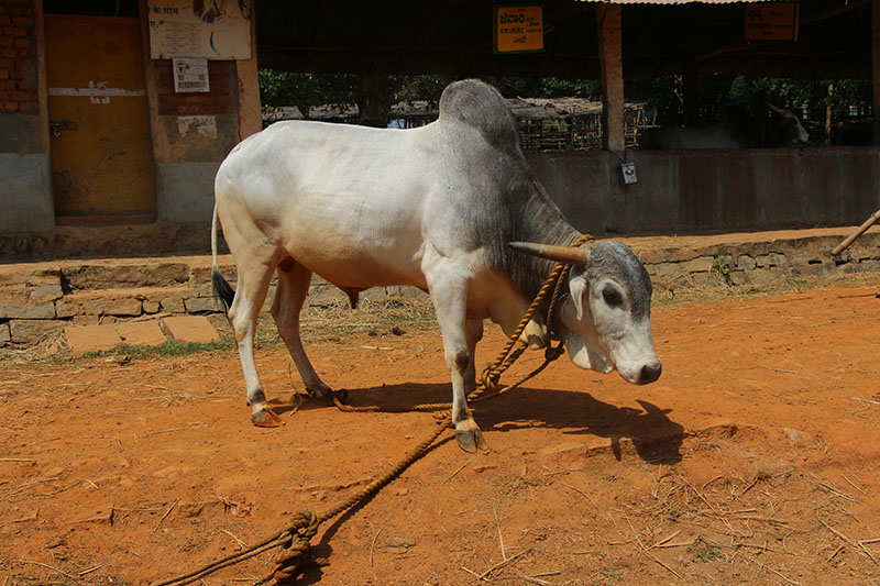 A Gaoloao cow standing in a dirt road.