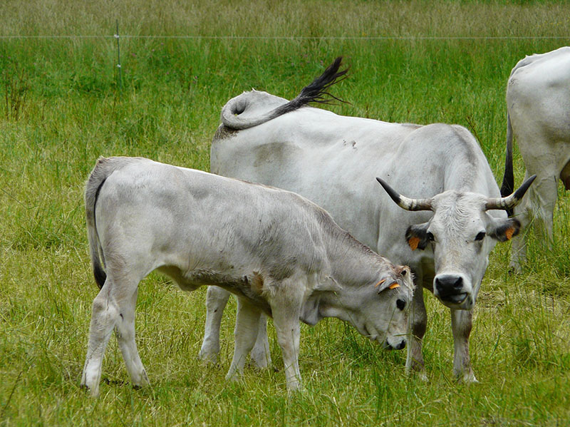 Gascon cattle eating grass.
