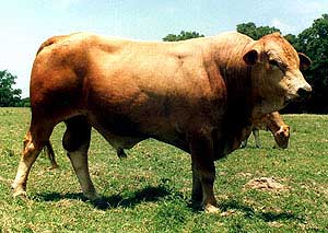 A Gelbray bull.