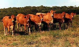 A herd of Gelbray cattle.
