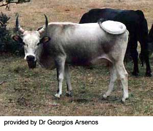 A Greek Steppe cow.