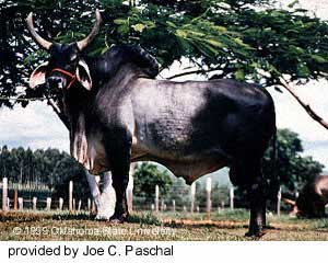 A Guzerat bull.