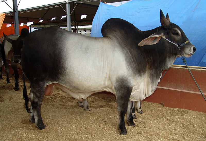 A Guzerat bull.