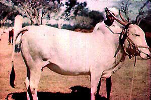 A Hallikar cow.