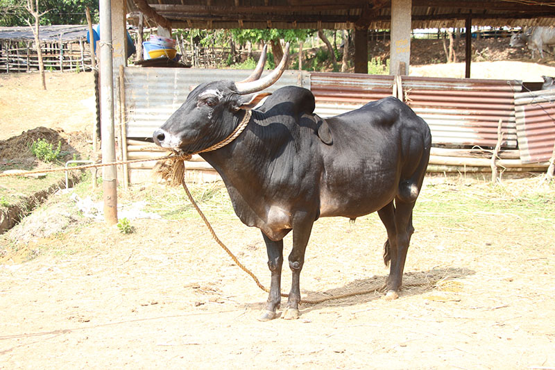 A Hallikar cow with a lead rope.