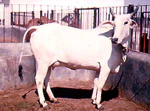 A Hariana cow.