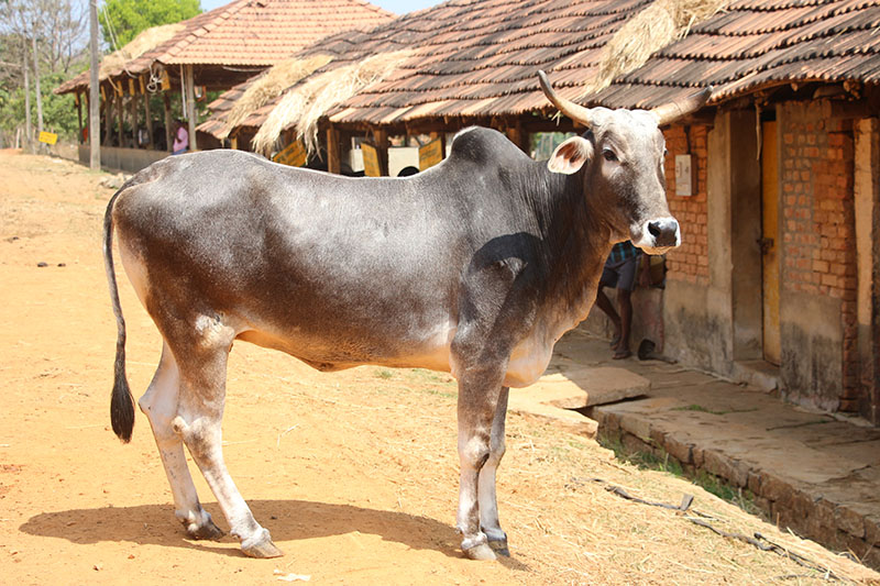 A Hariana cow standing in the road.