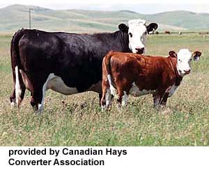 A Hays Converter cow and calf.