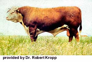 A Hereford bull.