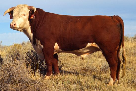 A hereford bull standing in an open pasture.