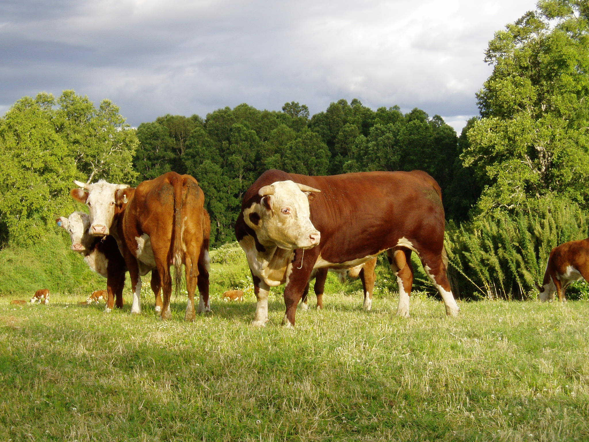 Brand Wall - American Hereford Association