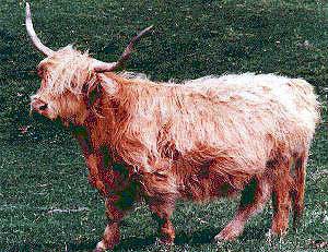 Heritage Highland Cattle Breed Has Value for Today's Producers