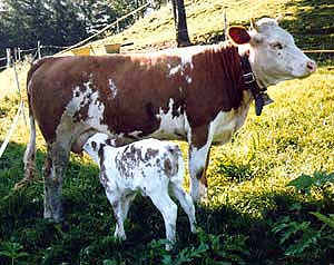 Vache d'Hinterwald - ProSpecieRara