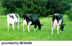 A group of Holando Argentino cattle.