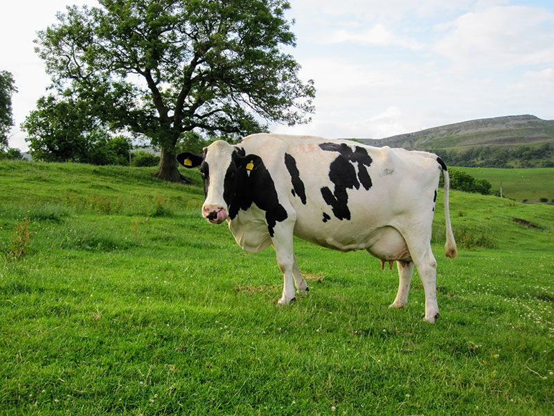 A holstein cow standing in a grass field.