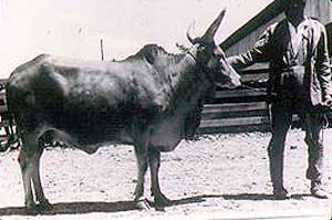 A Horro bull.