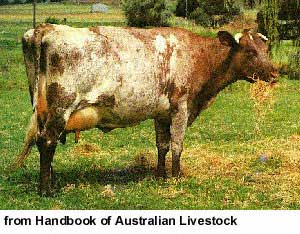 An Illawarra cow.
