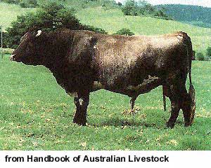 An Illawarra bull.