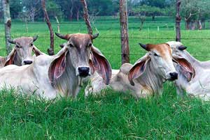A group of Indo-Brazilian cattle laying down.