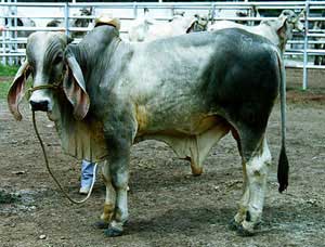 An Indo-Brazilian bull.