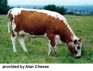 An Irish Moiled cow.