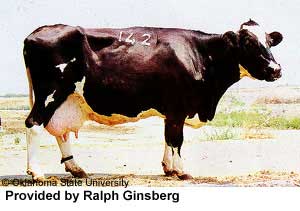 An Israli Holstein cow.