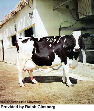 An Israeli Holstein cow.