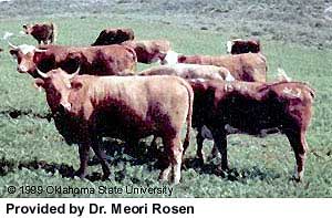 A herd of Israeli Red cattle.