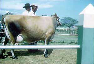 A Jamaica Hope cow.