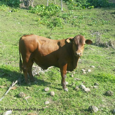 Jamaica Red Cattle | Oklahoma State University