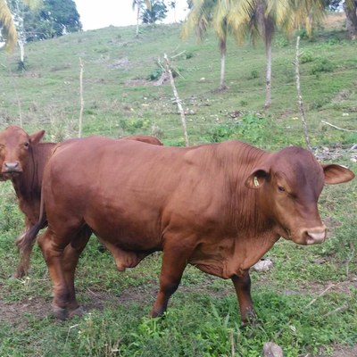 Jamaica Red Cattle | Oklahoma State University