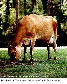 A Jersey cow.