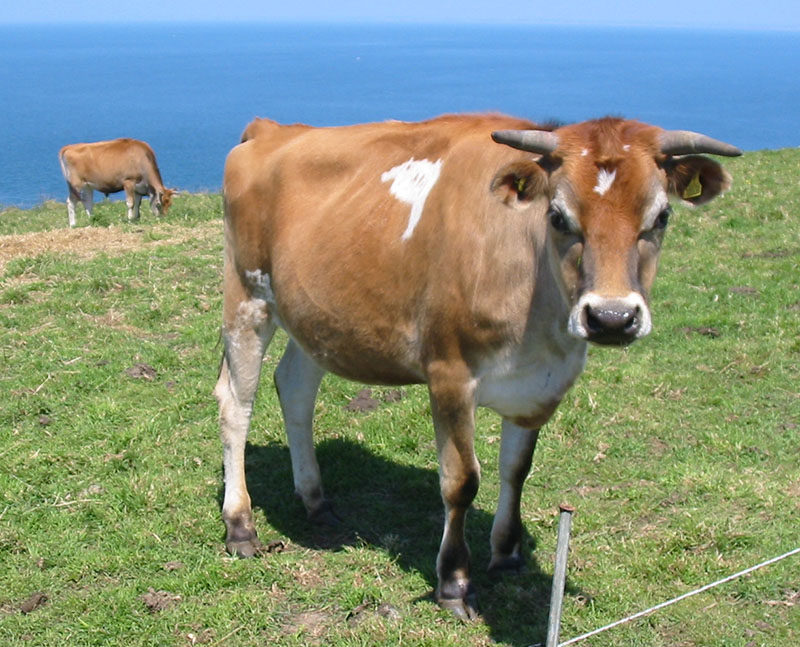 A jersey cow.