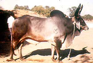 A Kankrej bull.