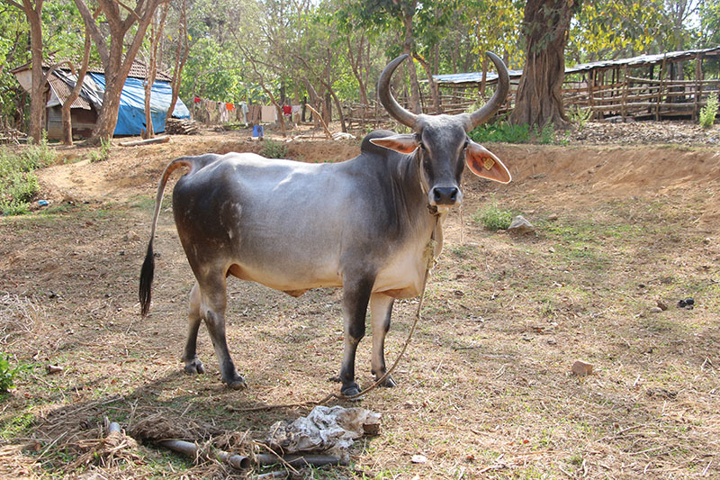 A Kankrej cow standing in the grass.