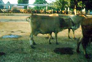 A Karan Swiss cow.