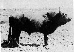 A Kazakh bull.