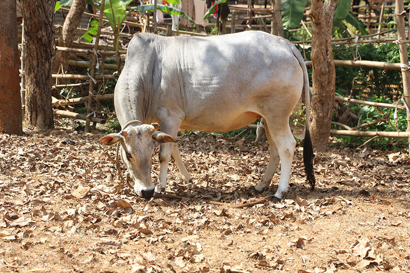 A Kenwariya cow sniffing the ground.