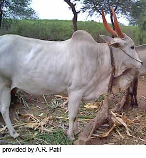 A Krishna Valley cow.