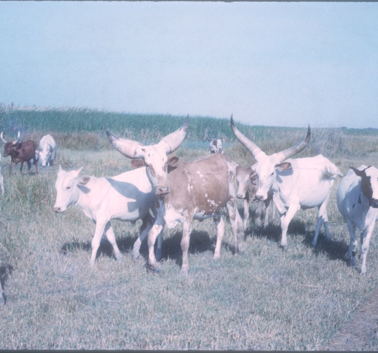 A herd of Kuri cattle.