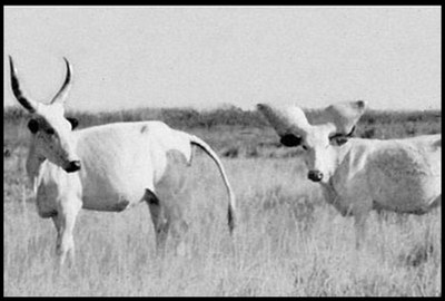 Two Kuri cows.