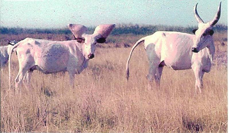 Two Kuri cows standing in a field