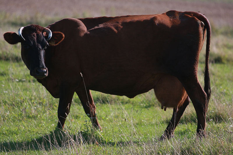 A Latvian Brown cow standing in a field.
