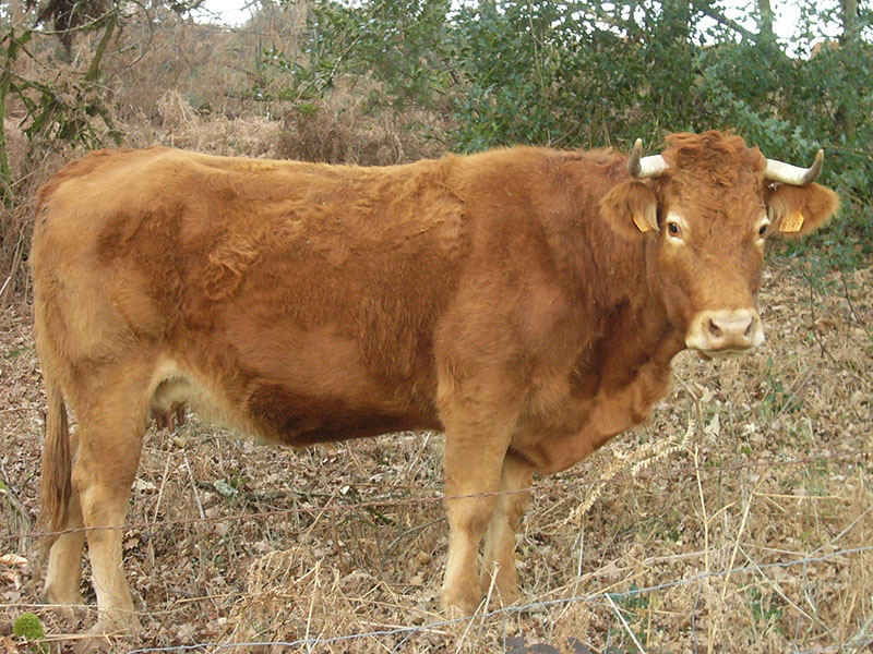 A limousine cow standing in a field.
