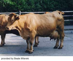 A Limpburger cow.